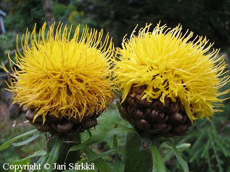 Centaurea macrocephala, keltakaunokki